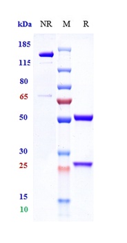 Anti-Complement C5 Reference Antibody (vilobelimab)