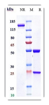 Anti-TNFRSF5 / CD40 Reference Antibody (lucatumumab)
