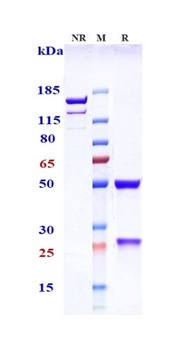 Anti-TNFRSF10B / TRAILR2 / CD262 Reference Antibody (lexatumumab)