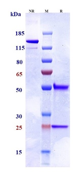 Anti-TNFRSF10B / TRAILR2 / CD262 Reference Antibody (tilogotamab)
