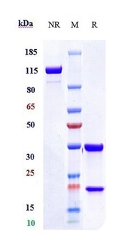 Anti-TFPI Reference Antibody (marstacimab)