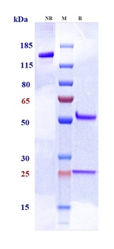 Anti-PCSK9 Reference Antibody (tafolecimab)