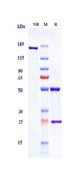 Anti-Amyloid Beta Reference Antibody (solanezumab)