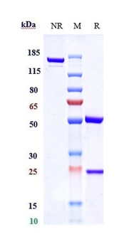 Anti-RAMP3 Reference Antibody (Medella patent anti-RAMP-3)