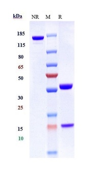 Anti-PDCD1 / PD-1 / CD279 Reference Antibody (tislelizumab)