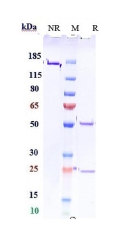 Anti-PDCD1 / PD-1 / CD279 Reference Antibody (sasanlimab)