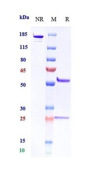 Anti-PDCD1 / PD-1 / CD279 Reference Antibody (pidilizumab)
