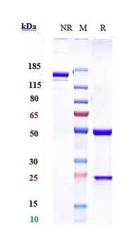 Anti-PAR2 Reference Antibody (Amgen patent anti-PAR-2)
