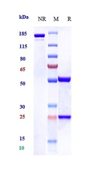 Anti-PAC1 Reference Antibody (zelminemab)