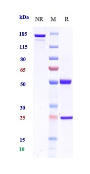 Anti-CSF2 / GM-CSF Reference Antibody (plonmarlimab)