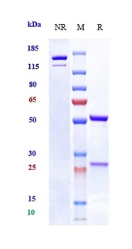 Anti-OSMR Reference Antibody (vixarelimab)