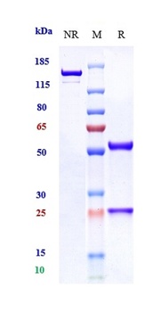 Anti-NGF / bNGF Reference Antibody (fasinumab)