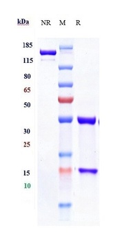 Anti-TNFRSF7 / CD27 Reference Antibody (Organon patent anti-CD27)