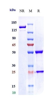 Anti-LIV-1 / SLC39A6 Reference Antibody (ladiratuzumAb)