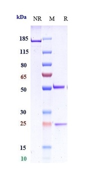 Anti-LAG3 / CD223 Reference Antibody (favezelimab)