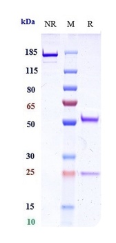 Anti-PCSK9 Reference Antibody (ongericimab)