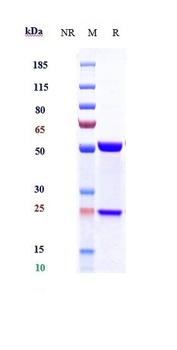 Anti-IL-6 / IFNb2 Reference Antibody (siltuximab)