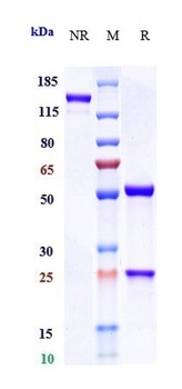 Anti-IL-23 Reference Antibody (mirikizumab)