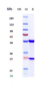 Anti-IL-23 Reference Antibody (LY2525623)