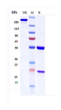 Anti-ERBB1 / EGFR / HER1 Reference Antibody (modotuximab)