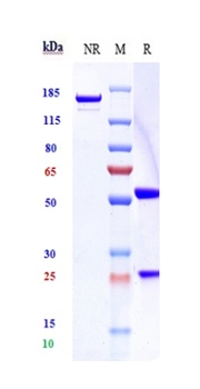 Anti-Sortilin / SORT1 Reference Antibody (latozinemab)