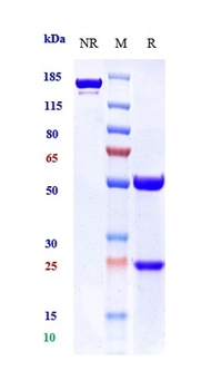 Anti-BTLA / CD272 Reference Antibody (icatolimab)