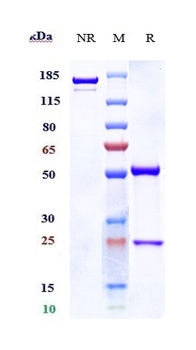 Anti-NOTCH3 Reference Antibody (Genentech patent anti-Notch3)