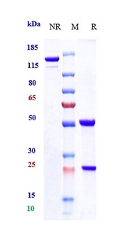Anti-CXCL10 / IP-10 Reference Antibody (NI-0801)