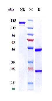 Anti-CTLA-8 / IL-17a Reference Antibody (netakimab)