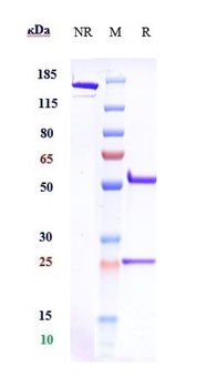 Anti-CSF1R / M-CSFR / CD115 Reference Antibody (emactuzumab)