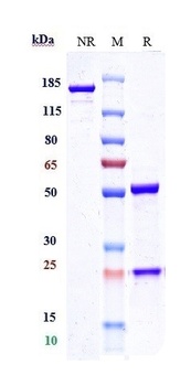 Anti-CLEC4C Reference Antibody (LFB patent anti-BDCA-2)