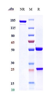 Anti-CLEC4C Reference Antibody (BIIB059)