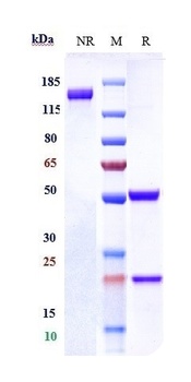 Anti-CEACAM6 / CD66c Reference Antibody (tinurilimab)