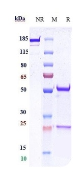 Anti-CDH1 / E-cadherin / CD324 Reference Antibody (Stem Centrx patent anti-Cadherin-1)