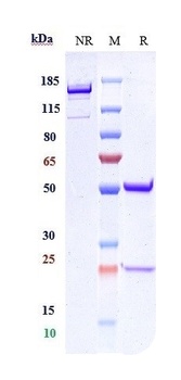 Anti-GDF8 / Myostatin Reference Antibody (domagrozumab)