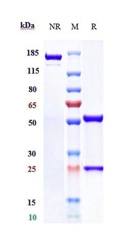 Anti-CD38 Reference Antibody (isatuximab)