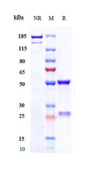 Anti-CD28L / CD80 Reference Antibody (galiximab)