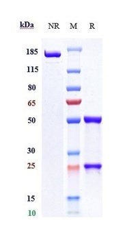 Anti-TIM-3 / HAVCR2 / CD366 Reference Antibody (cobolimab)