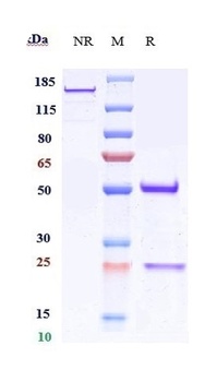 Anti-CD151 Reference Antibody (Pierre Fabre patent anti-CD151)