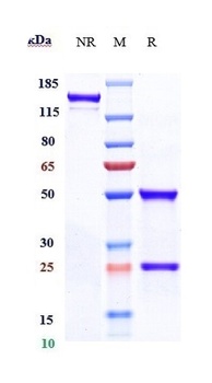 Anti-ABCB5 Reference Antibody (Brigham and Women's patent anti-ABCB5)