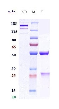 Anti-PCSK9 Reference Antibody (Boehringer anti-PCSK9)