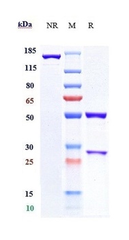 Anti-B7-H4 / VTCN1 Reference Antibody (Millennium patent anti-B7-H4)