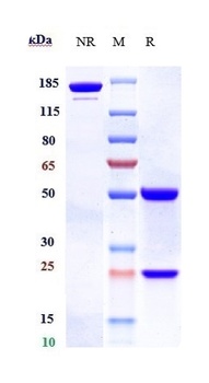 Anti-B7-H4 / VTCN1 Reference Antibody (alsevalimab)