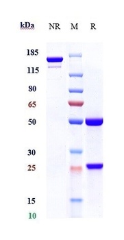Anti-AXL / UFO Reference Antibody (tilvestamab)