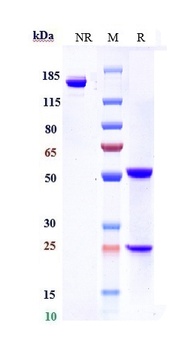 Anti-Complement C5aR1 Reference Antibody (avdoralimab)