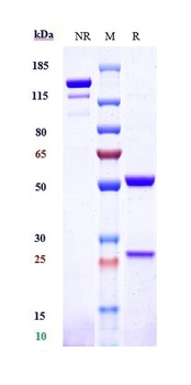 Anti-Siglec-3 / CD33 Reference Antibody (lintuzumAb)