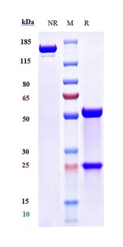 Anti-TLR7 Reference Antibody (U.Tokyo patent anti-TLR7)