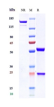 Anti-TREM1 / CD354 Reference Antibody (PY159)