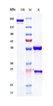 Anti-CD3e Reference Antibody (teplizumab)