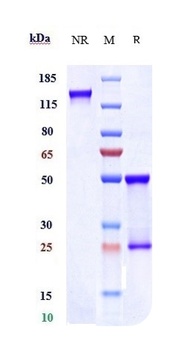 Anti- FcRH5 / IRTA2 / CD307e Reference Antibody (cevostamab)